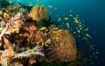 Padre Burgos Castle Resort - Scuba Diving - Coral Reef
