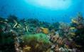 Padre Burgos Castle Resort - Diver on Reef