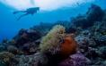 Padre Burgos Castle Resort - Diver on Reef